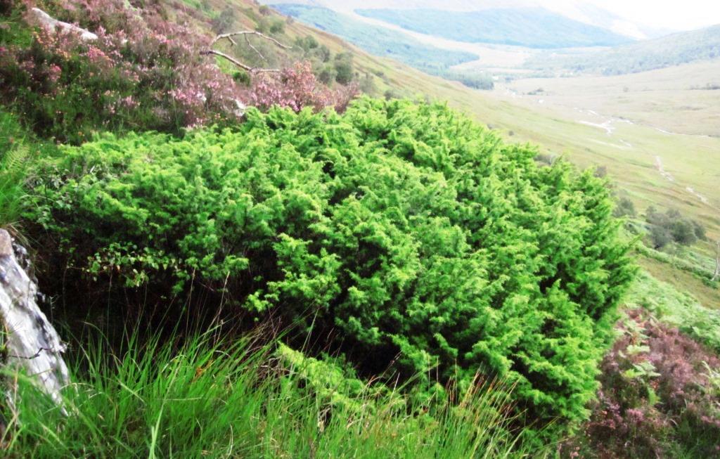 An image of juniper on moorland